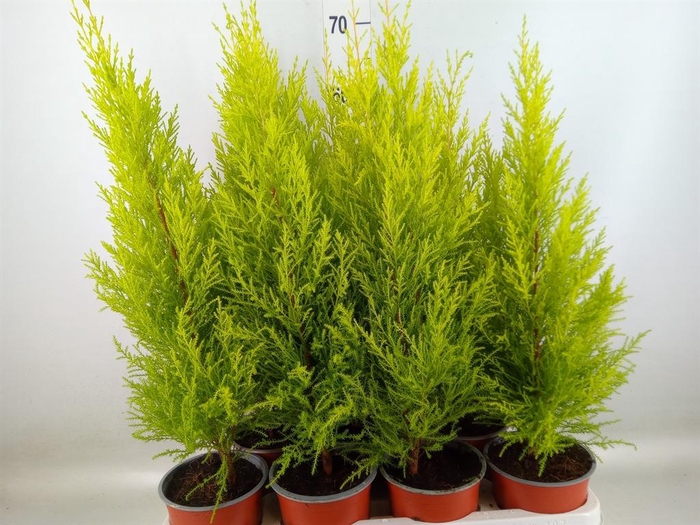 <h4>Cupressus macro. 'Goldcrest Wilma'</h4>