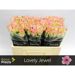 R Gr Lovely Jewel
