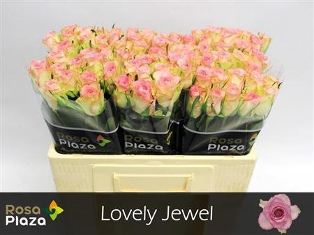 R Gr Lovely Jewel X10