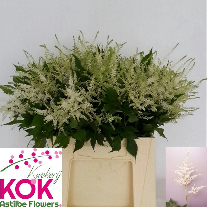 <h4>ASTIL JA WASHINGTON</h4>