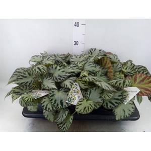 Begonia BD  'Silver Jewell'