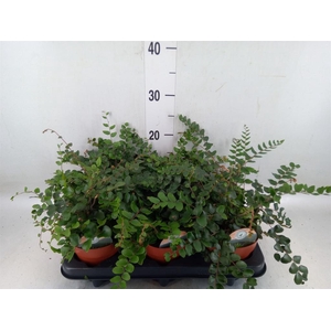 Pellaea rotundifolia