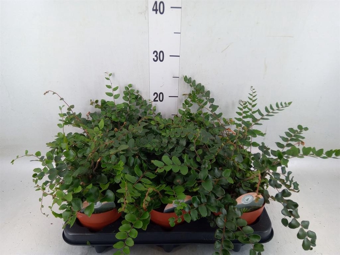 <h4>Pellaea rotundifolia</h4>