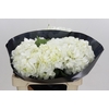 Hydrangea Premium White