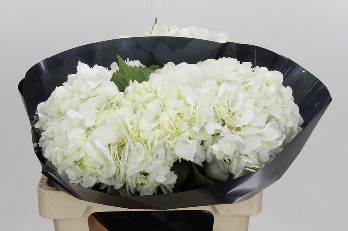 Hydrangea Premium White