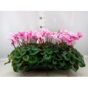 Cyclamen GR 'Fleur En Vogue'