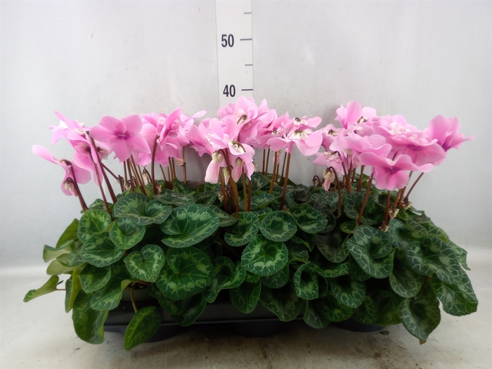 <h4>Cyclamen GR 'Fleur En Vogue'</h4>