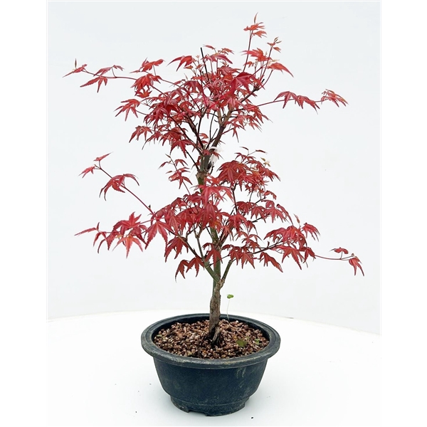 <h4>Acer palmatum 'Deshojo', in 16cm trainingspot.</h4>