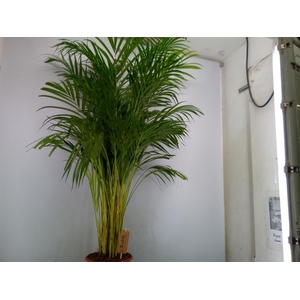 Dypsis lutescens   ...Chrysalidoca