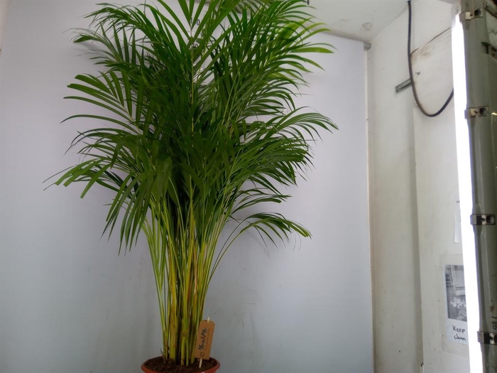 <h4>Dypsis lutescens   ...Chrysalidoca</h4>