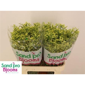 Lim Sin China Summer