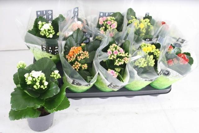 arr8 Kal Ge Gem 5 Kl