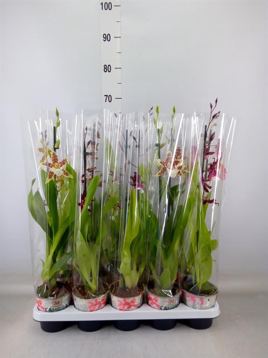 <h4>Cambria ...mix</h4>