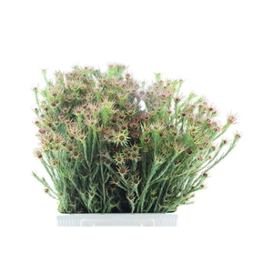 Leucad Jubilee Crown