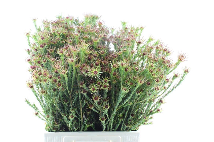 <h4>Leucad Jubilee Crown</h4>