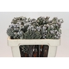 Kaaps Groen Silver Brunia