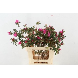 RHODO FUCHSIA PINK GRILLIG 050CM