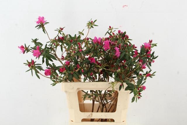 <h4>RHODO FUCHSIA PINK GRILLIG 050CM</h4>