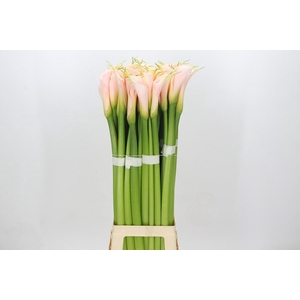 Zantedeschia Eydolls Salmon Promo