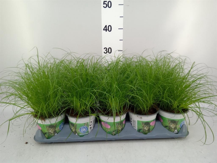<h4>Cyperus alternifolius 'Zumula'</h4>