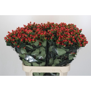 Hypericum Magical Triumph