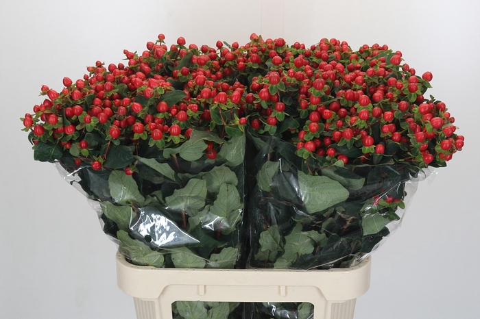 <h4>Hypericum Magical Triumph</h4>