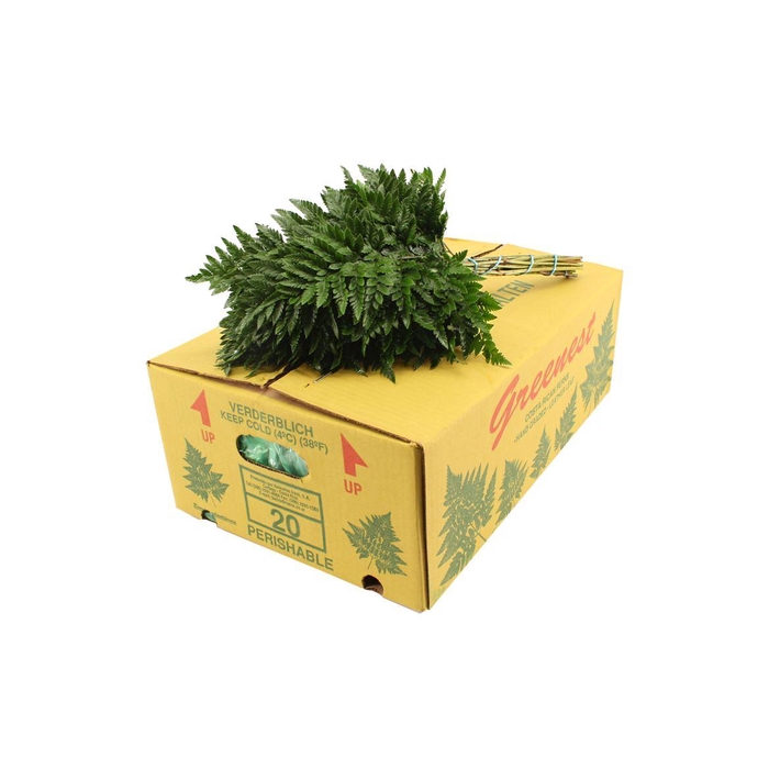 <h4>Lederv. Small</h4>