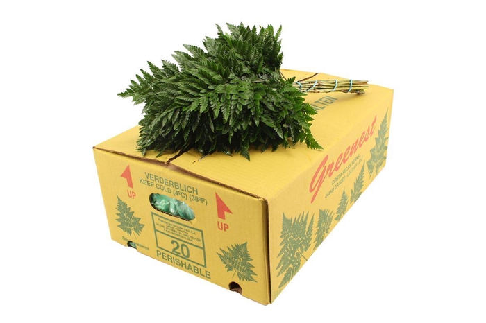 Lederv. Small V P X5