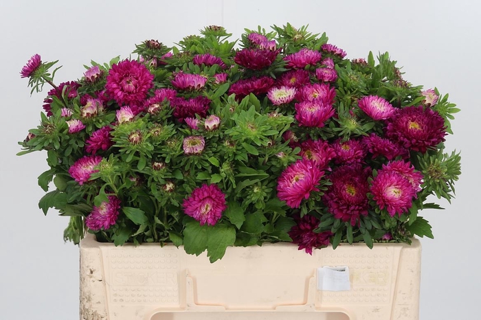 <h4>Callis Azumi Xl Pink</h4>