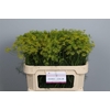 Anethum Graveolens