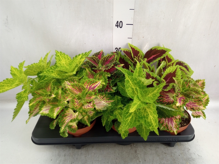 Plectranthus col.   ...mix