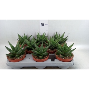 xGasterhaworthia  'Royal Highness'