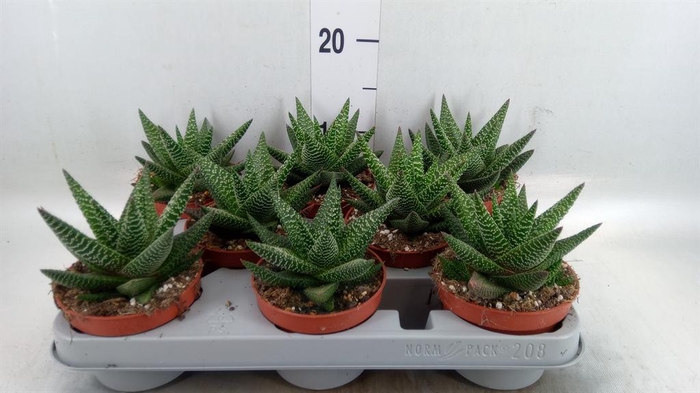 <h4>xGasterhaworthia  'Royal Highness'</h4>