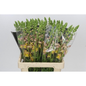 Antirrhinum Potomac Light Orange