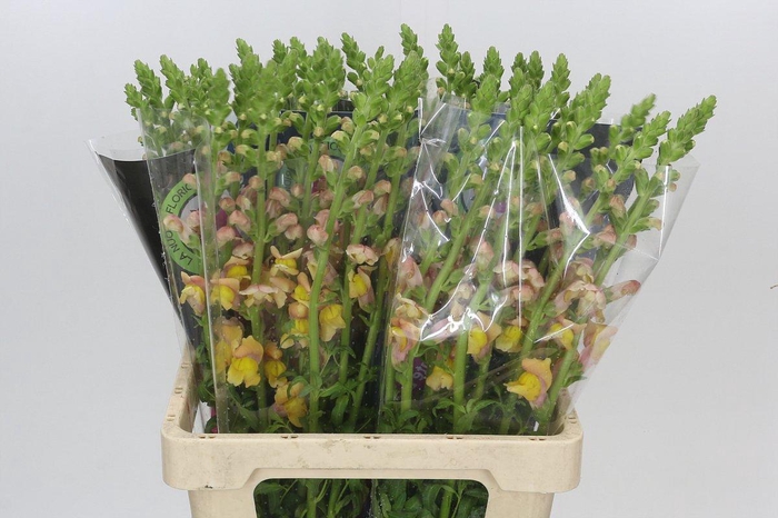 <h4>Antirrhinum Potomac Light Orange</h4>