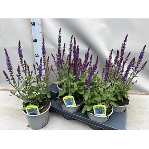 SALVIA NE OSTFRIESL
