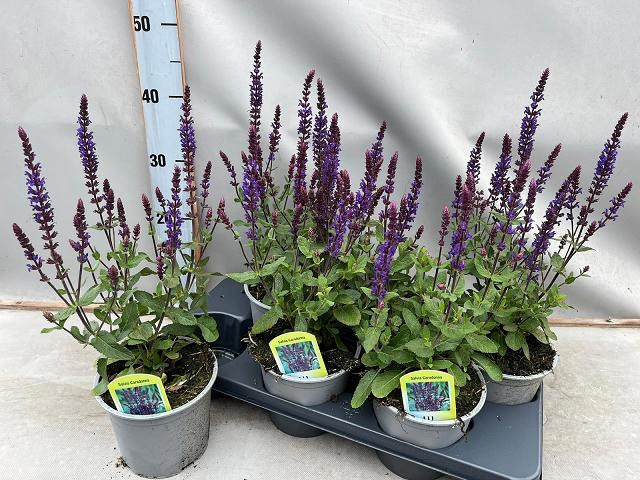 <h4>SALVIA NE OSTFRIESL</h4>