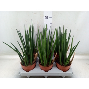 Sansevieria bacularis