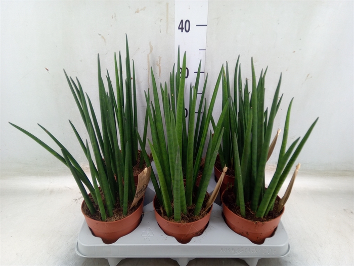 <h4>Sansevieria bacularis</h4>