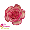 R Gr Blush Bicolor 50cm EC