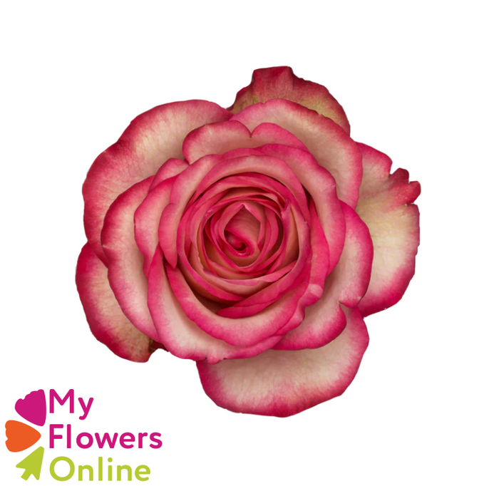 <h4>R Gr Blush Bicolor 50cm EC</h4>
