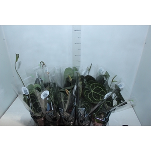 ANTH CLARINERVIUM P12