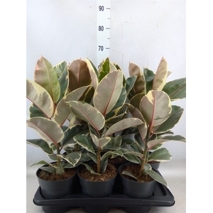 Ficus elastica 'Tineke'