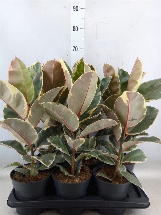 <h4>Ficus elastica 'Tineke'</h4>