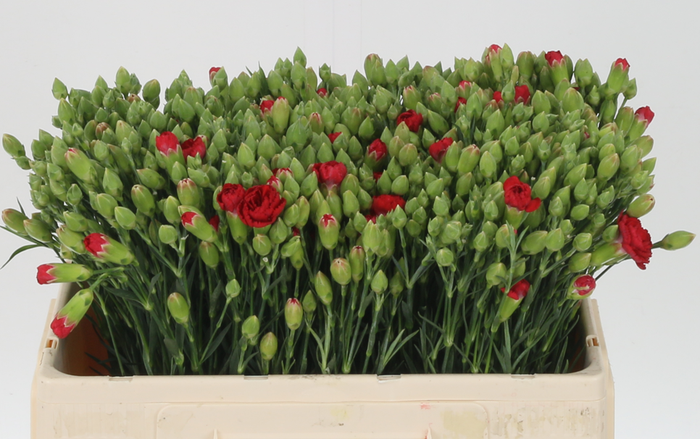 <h4>DI TR CAYENNE</h4>