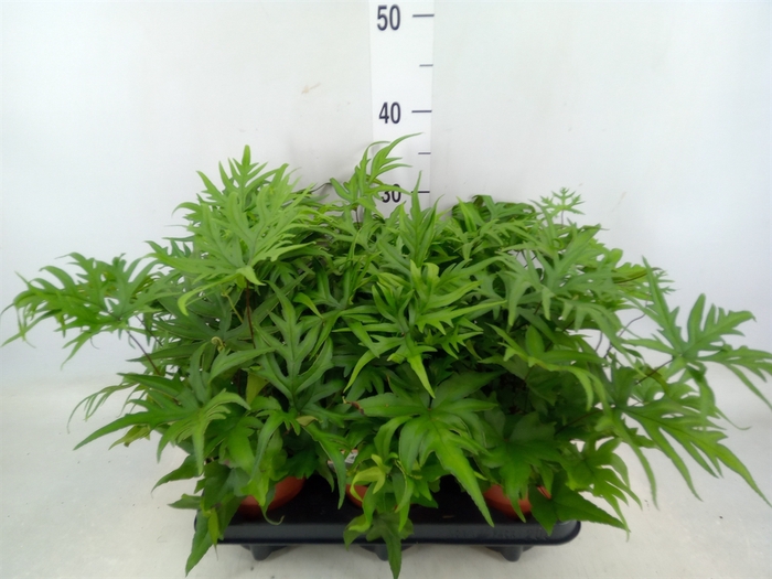 <h4>Doryopteris pedata</h4>