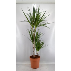 Dracaena marg.