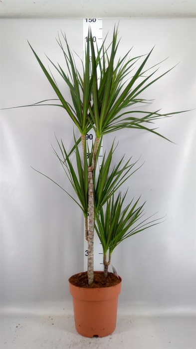 <h4>Dracaena marg.</h4>