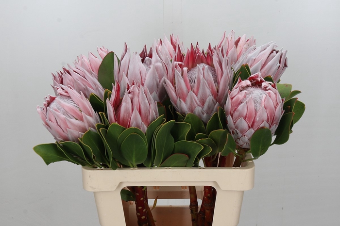 <h4>Protea Cynaroides</h4>