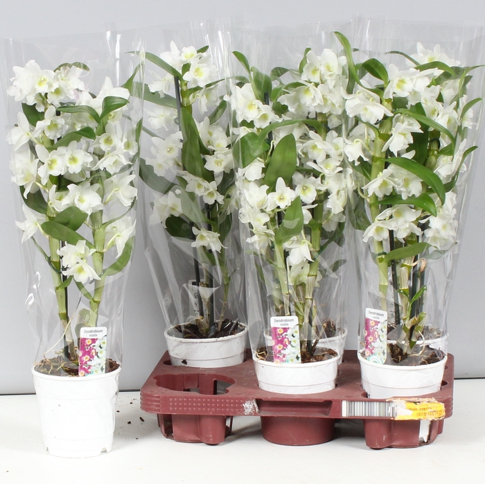 <h4>DENDR N SC APOLLON</h4>